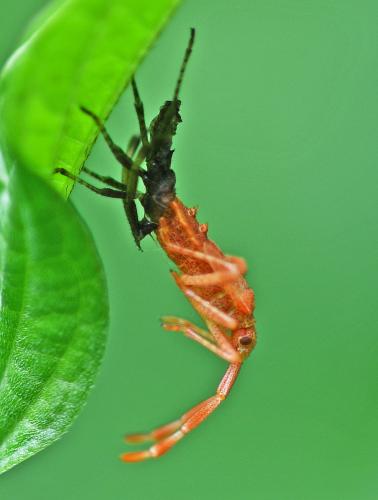 Coreus marginatus